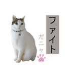 ウミコム日記フォロワー様スタンプ②（個別スタンプ：32）