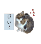 ウミコム日記フォロワー様スタンプ②（個別スタンプ：35）