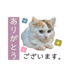 ウミコム日記フォロワー様スタンプ②（個別スタンプ：37）