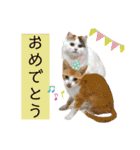 ウミコム日記フォロワー様スタンプ②（個別スタンプ：38）