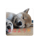 柴犬ころ(日常編2)（個別スタンプ：1）
