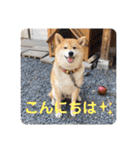 柴犬ころ(日常編2)（個別スタンプ：2）