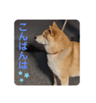 柴犬ころ(日常編2)（個別スタンプ：3）