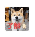 柴犬ころ(日常編2)（個別スタンプ：4）