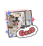 柴犬ころ(日常編2)（個別スタンプ：5）