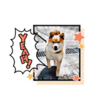 柴犬ころ(日常編2)（個別スタンプ：6）