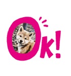 柴犬ころ(日常編2)（個別スタンプ：9）