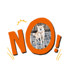 柴犬ころ(日常編2)（個別スタンプ：10）
