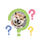 柴犬ころ(日常編2)（個別スタンプ：11）