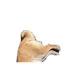 柴犬ころ(日常編2)（個別スタンプ：12）