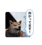 柴犬ころ(日常編2)（個別スタンプ：13）
