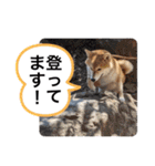 柴犬ころ(日常編2)（個別スタンプ：14）