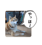 柴犬ころ(日常編2)（個別スタンプ：15）