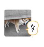 柴犬ころ(日常編2)（個別スタンプ：17）