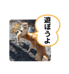 柴犬ころ(日常編2)（個別スタンプ：18）