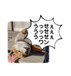 柴犬ころ(日常編2)（個別スタンプ：19）