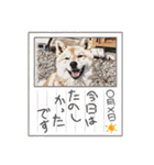 柴犬ころ(日常編2)（個別スタンプ：20）