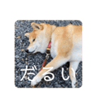 柴犬ころ(日常編2)（個別スタンプ：21）