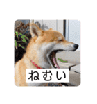 柴犬ころ(日常編2)（個別スタンプ：22）