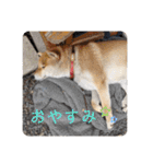 柴犬ころ(日常編2)（個別スタンプ：23）