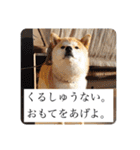 柴犬ころ(日常編2)（個別スタンプ：24）