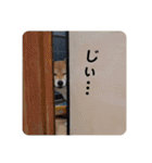 柴犬ころ(日常編2)（個別スタンプ：25）