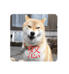 柴犬ころ(日常編2)（個別スタンプ：26）