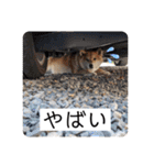 柴犬ころ(日常編2)（個別スタンプ：27）
