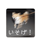 柴犬ころ(日常編2)（個別スタンプ：28）