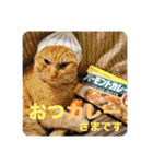 柴犬ころ(日常編2)（個別スタンプ：29）