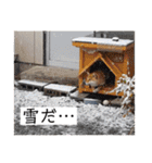 柴犬ころ(日常編2)（個別スタンプ：30）