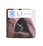 柴犬ころ(日常編2)（個別スタンプ：31）