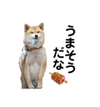 柴犬ころ(日常編2)（個別スタンプ：33）