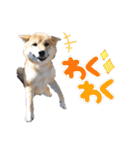柴犬ころ(日常編2)（個別スタンプ：34）