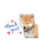 柴犬ころ(日常編2)（個別スタンプ：35）