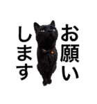 柴犬ころ(日常編2)（個別スタンプ：36）