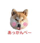 柴犬ころ(日常編2)（個別スタンプ：37）