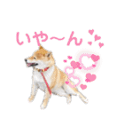 柴犬ころ(日常編2)（個別スタンプ：38）