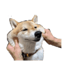柴犬ころ(日常編2)（個別スタンプ：39）