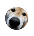 柴犬ころ(日常編2)（個別スタンプ：40）