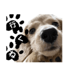 テオくんだよ。（個別スタンプ：1）