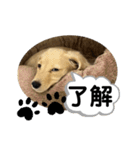 テオくんだよ。（個別スタンプ：2）