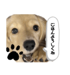 テオくんだよ。（個別スタンプ：8）