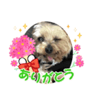 ききょう＆ポッケNO.5（個別スタンプ：16）