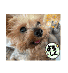 ききょう＆ポッケNO.5（個別スタンプ：21）