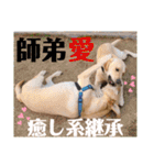 愛が溢れるイエローラブラドール兄弟（個別スタンプ：17）