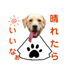 愛が溢れるイエローラブラドール兄弟（個別スタンプ：20）