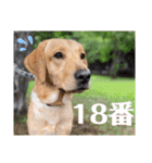 愛が溢れるイエローラブラドール兄弟（個別スタンプ：21）