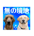 愛が溢れるイエローラブラドール兄弟（個別スタンプ：27）