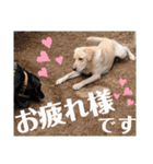 愛が溢れるイエローラブラドール兄弟（個別スタンプ：31）